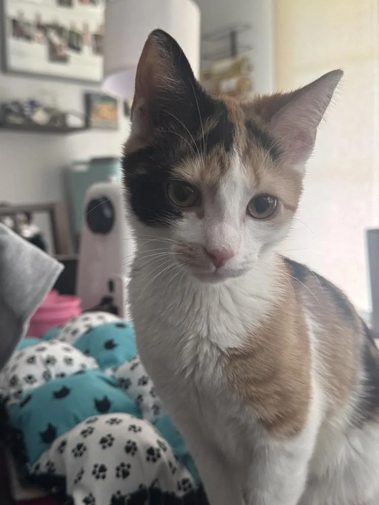 A baby medium-sized female Domestic Short Hair cat named Calypso for adoption in Milltown, NJ