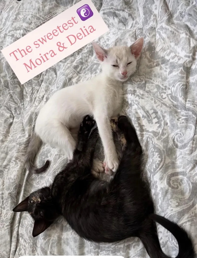 A baby medium-sized female Seal Point Domestic Short Hair cat named Moira & Delia for adoption in El Segundo, CA