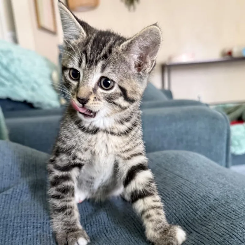 A baby small-sized female Brown / Chocolate Domestic Short Hair cat named Maple for adoption in Long Beach, CA