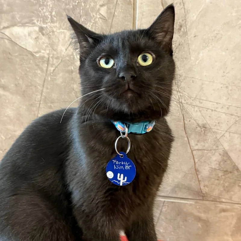 A young small-sized male Black Domestic Short Hair cat named Forty Niner for adoption in Tucson, AZ