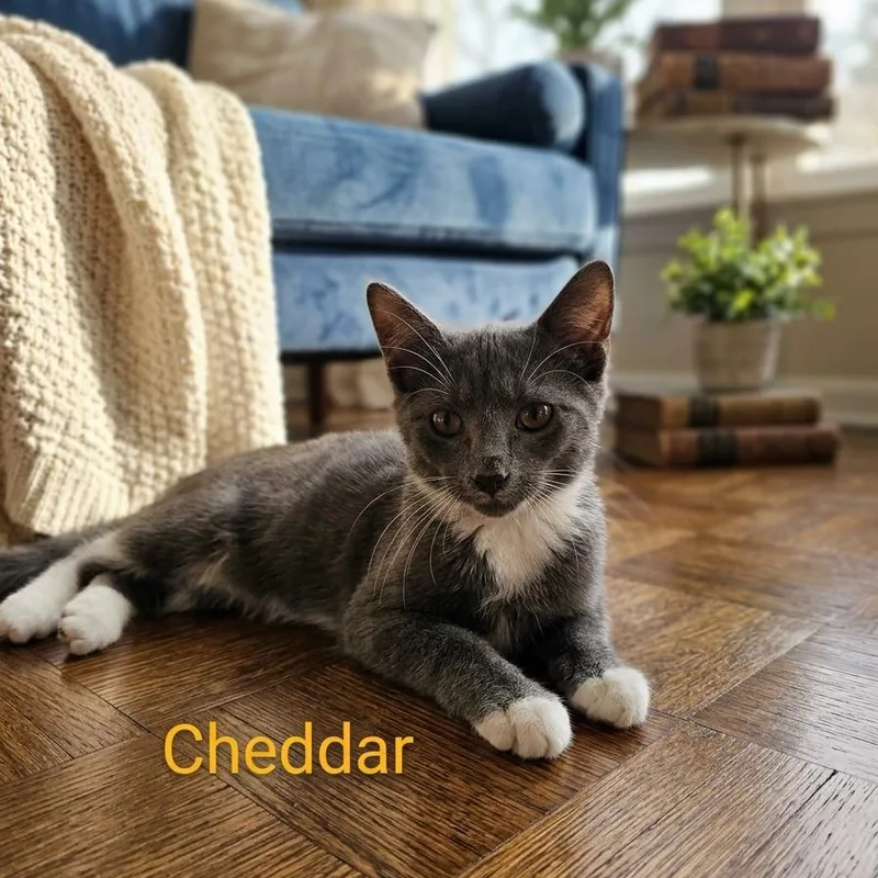 A young small-sized male Domestic Short Hair cat named Cheddar for adoption in Elwood, IN