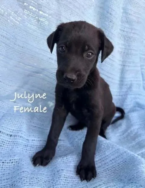 Julyne
