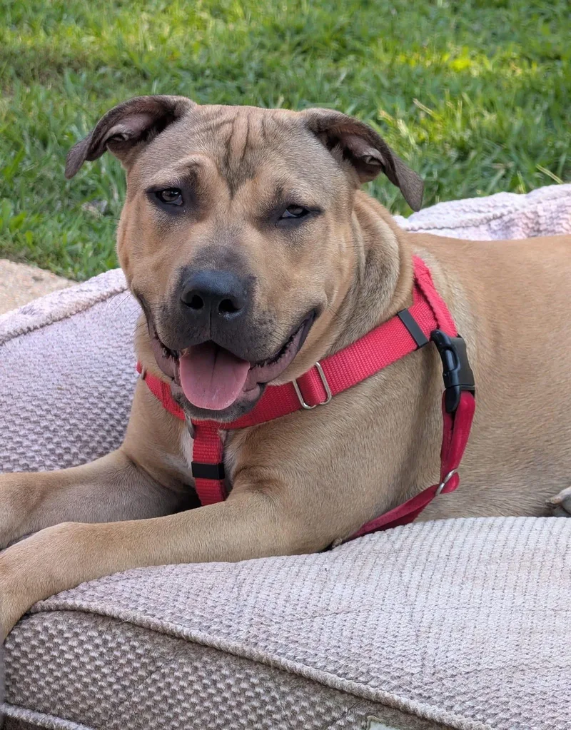 A young large-sized male Yellow / Tan / Blond / Fawn Pit Bull Terrier dog named Harold for adoption in Oceanport, NJ