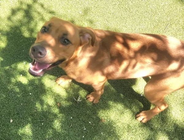 A young medium-sized female Mixed Breed dog named Nana for adoption in Austin, TX
