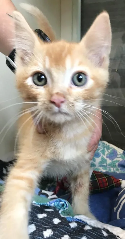 Ginger