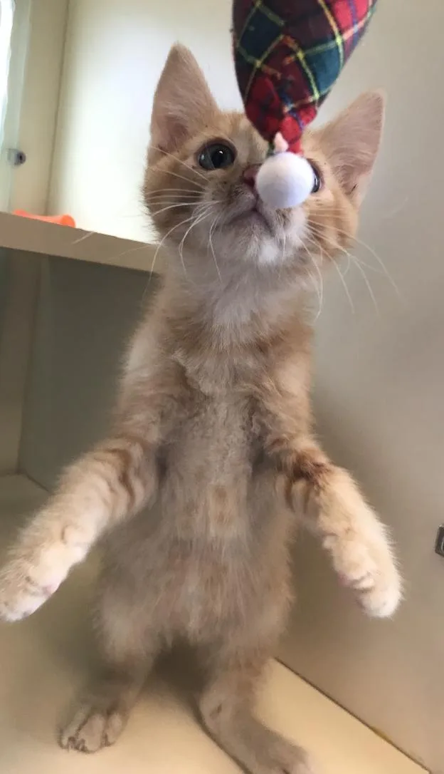 Ginger thumbnail 2