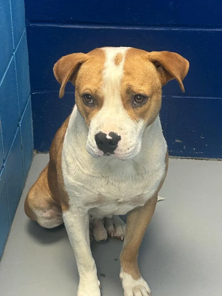 An adult medium-sized male Pit Bull Terrier dog named Quarter Pounder for adoption in Hartsville, SC