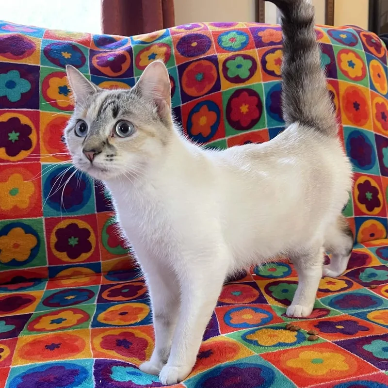 An adult medium-sized female Dilute Tortoiseshell Domestic Short Hair cat named Misty for adoption in Scranton, PA