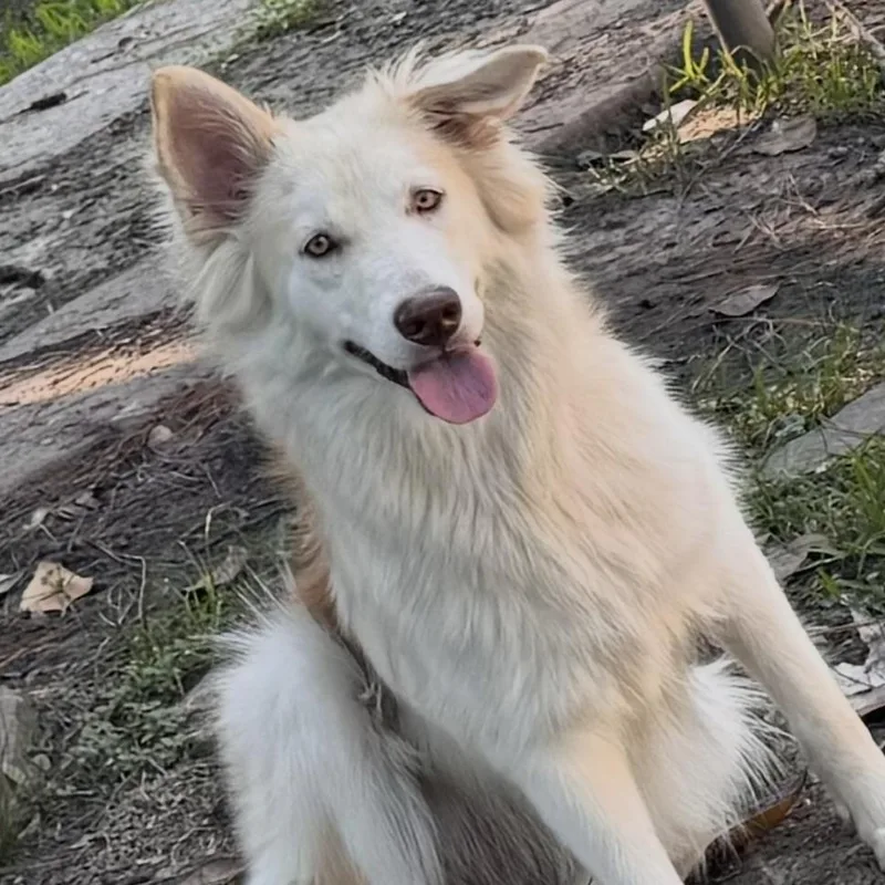 An adult large-sized female Husky dog named Akira for adoption in Liverpool, TX
