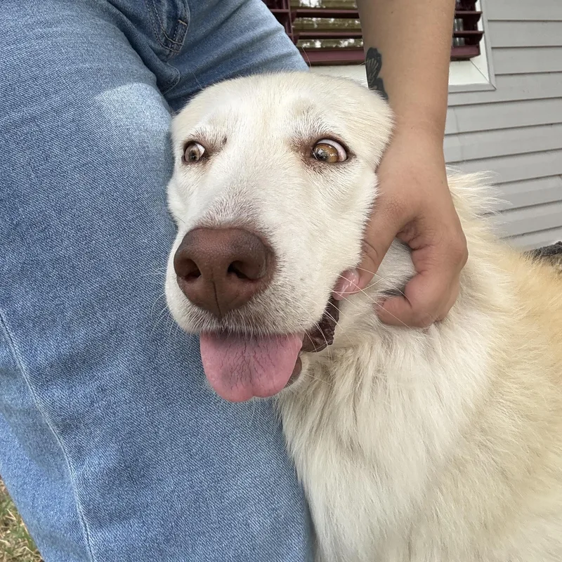 Akira thumbnail 2