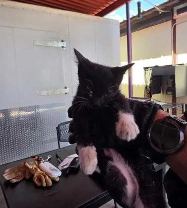 A baby small-sized female Black Domestic Short Hair cat named 61650387 for adoption in El Paso, TX