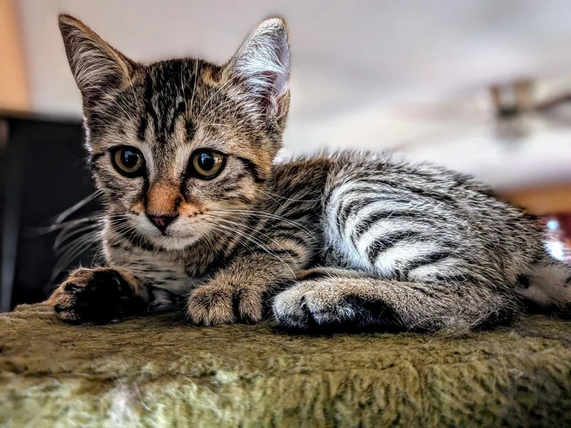 A young medium-sized female Domestic Short Hair cat named Zoe for adoption in Riverside, CA