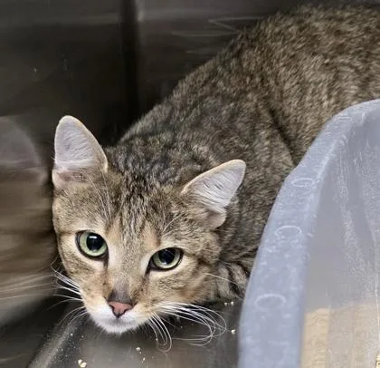 A young medium-sized male Tabby (Brown / Chocolate) Domestic Short Hair cat named Cal for adoption in Dubuque, IA