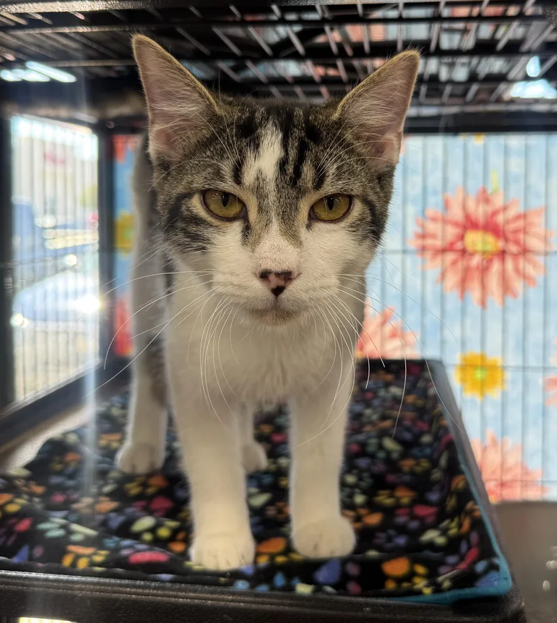 A young medium-sized male Tabby (Brown / Chocolate) Domestic Short Hair cat named Gizmo for adoption in Jacksonville, FL