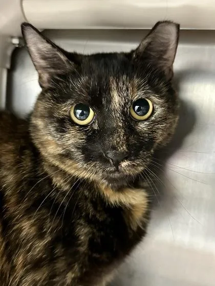 A young medium-sized female Black Domestic Short Hair cat named Tippy for adoption in Wichita, KS