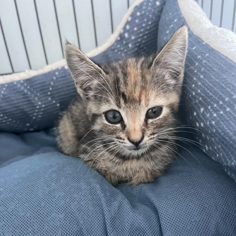 Margot