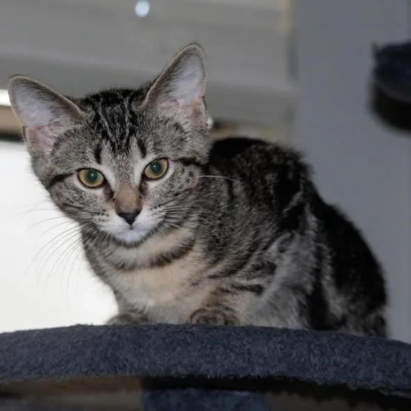 A young large-sized female Domestic Short Hair cat named Olivia for adoption in Fort Worth, TX