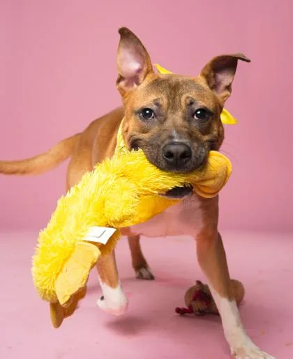 An adult medium-sized male Mixed Breed dog named Scoobert for adoption in Atlanta, GA