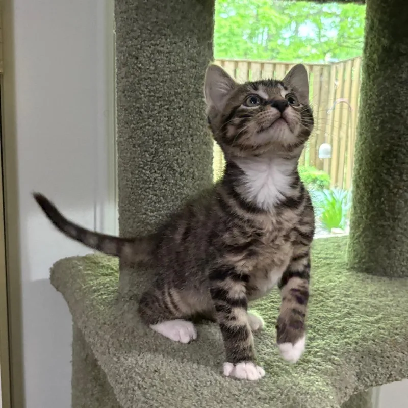 A baby small-sized male Brown / Chocolate Domestic Short Hair cat named Basil Bryant for adoption in Merrifield, VA