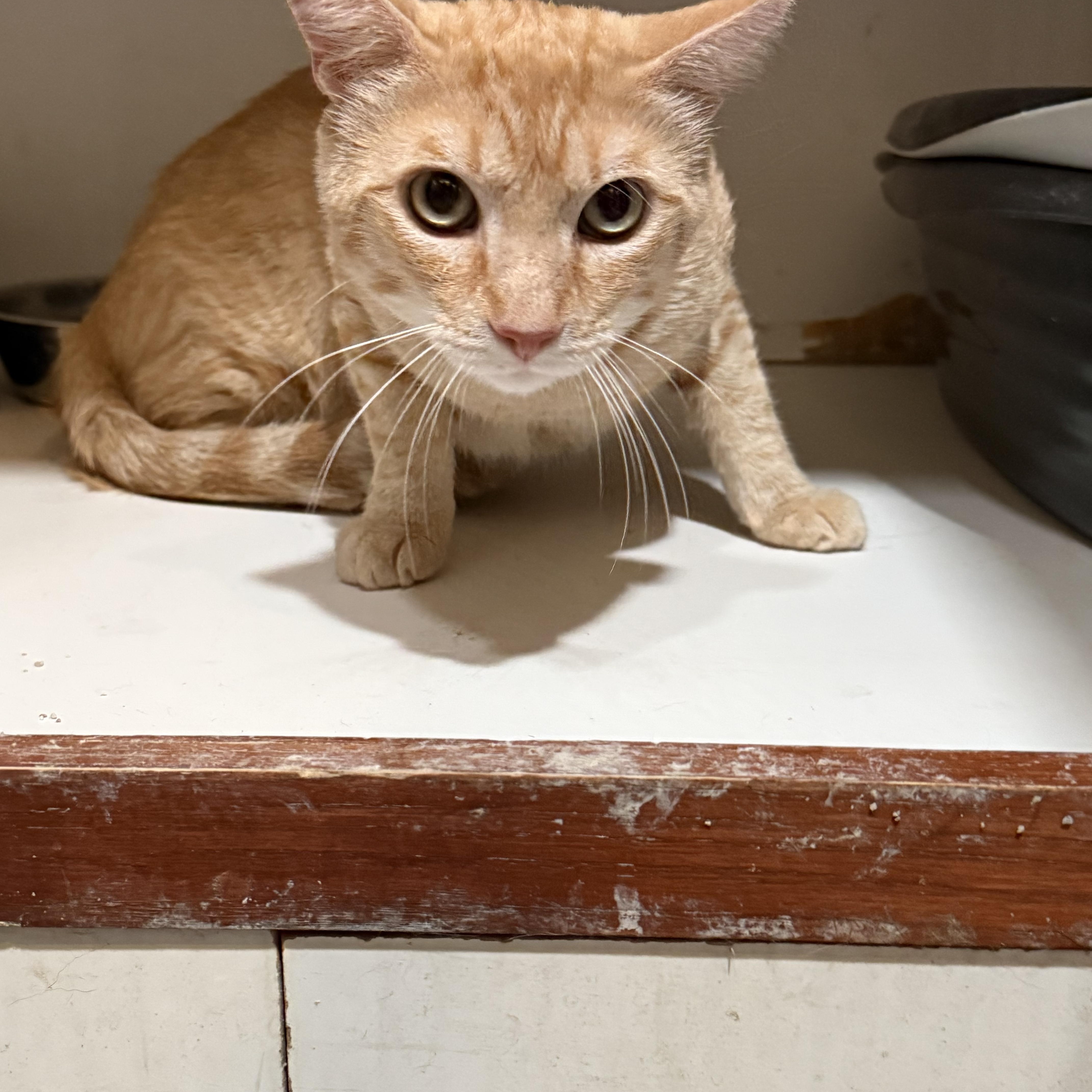 An adult medium-sized male Orange / Red Domestic Short Hair cat named Ranger for adoption in Marana, AZ
