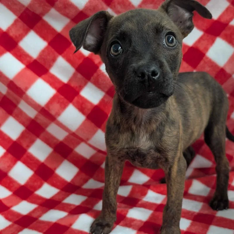 A baby medium-sized female Brindle Mixed Breed dog named Puppy A for adoption in Jefferson city, TN
