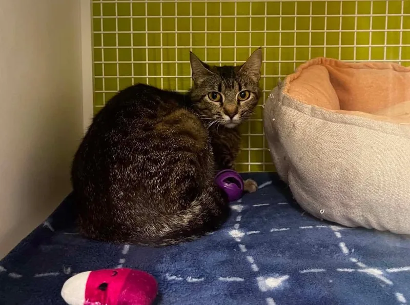 A young small-sized female Domestic Short Hair cat named Rover for adoption in Gorham, ME