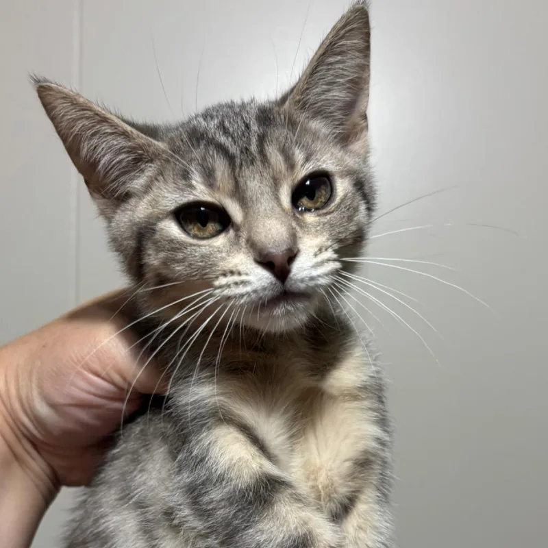 A baby small-sized female Gray / Blue / Silver Domestic Short Hair cat named Sour Patch for adoption in DeKalb, IL