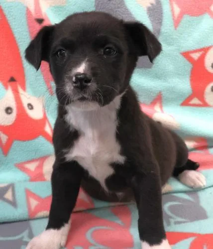 A baby medium-sized female Labrador Retriever dog named Abree for adoption in Thief River Falls, MN