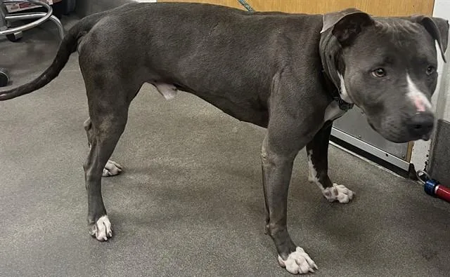 A young large-sized male Pit Bull Terrier dog named Barry for adoption in Upper Marlboro, MD