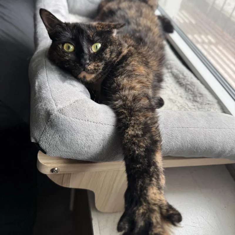 An adult medium-sized female Tortoiseshell Domestic Short Hair cat named Anna for adoption in Middle Village, NY