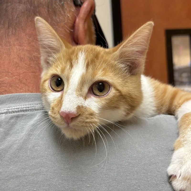A young medium-sized male Orange & White Domestic Short Hair cat named Creamy for adoption in Sonora, CA