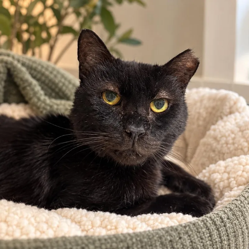 A senior medium-sized male Black Domestic Short Hair cat named Elijah for adoption in Miami, FL