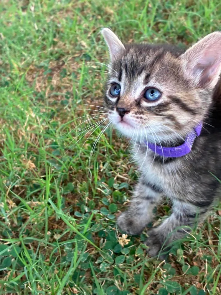 A baby small-sized female Tabby cat named Aspen for adoption in TULSA, OK