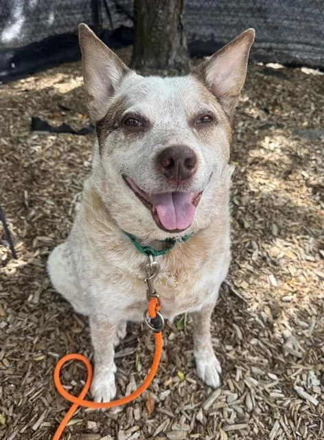 An adult large-sized male Australian Cattle Dog / Blue Heeler dog named Satchel for adoption in Kent, WA