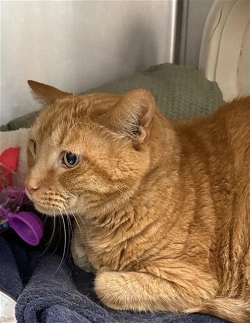 An adult extra large-sized male Domestic Short Hair cat named Lord Crumb Bandit for adoption in Fort Walton Beach, FL