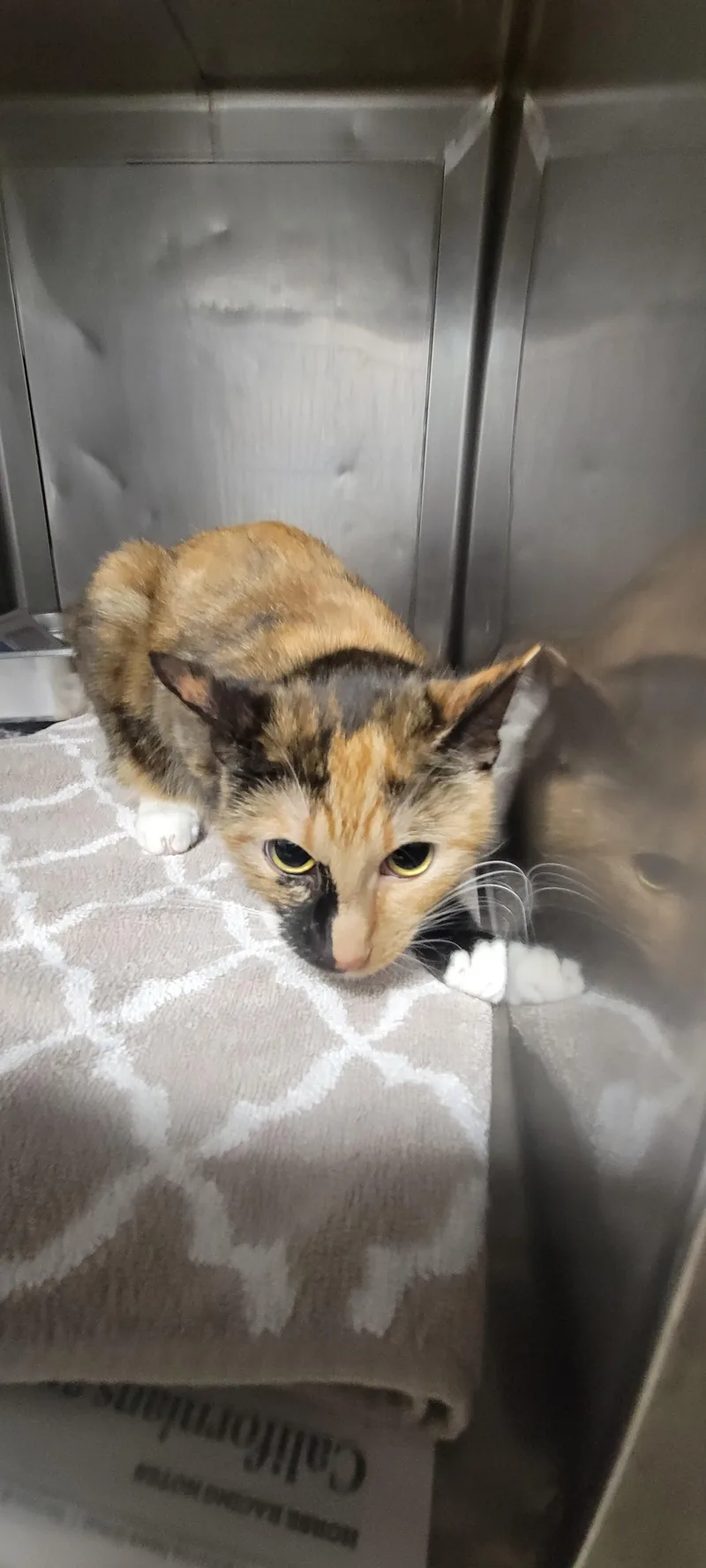 An adult large-sized female Domestic Short Hair cat named Kali for adoption in Chatsworth, CA