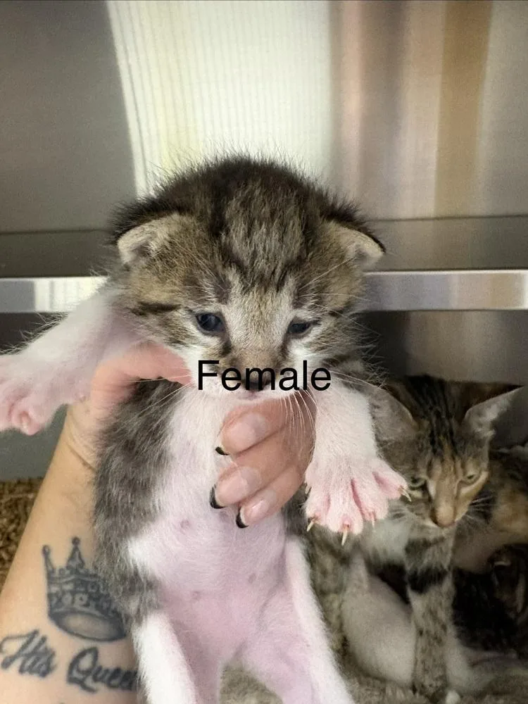 A baby small-sized female Domestic Short Hair cat named Diana for adoption in Oakdale, CA