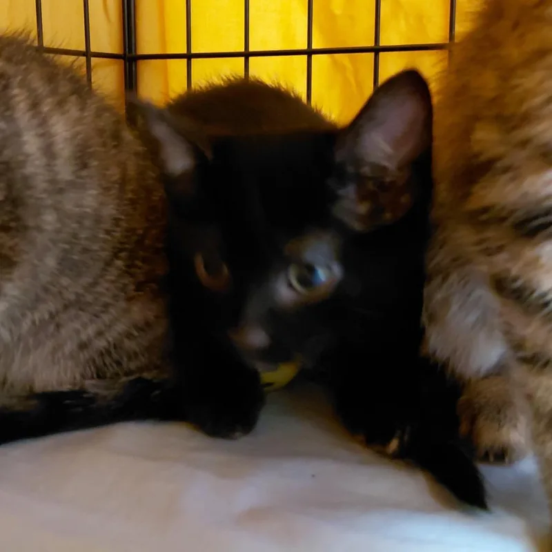 A baby small-sized female Black Domestic Short Hair cat named Rain for adoption in Brighton, MO