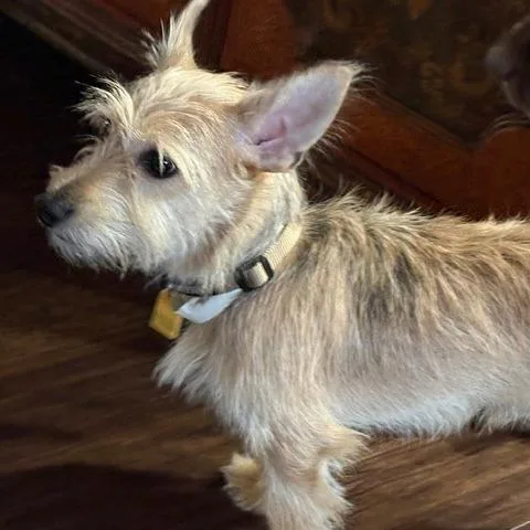 An adult small-sized male Yellow / Tan / Blond / Fawn Scottish Terrier dog named Baby for adoption in Colorado Springs, CO