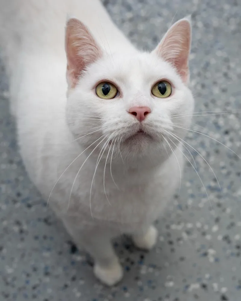 A senior large-sized male Domestic Short Hair cat named Snowball for adoption in Boone, IA