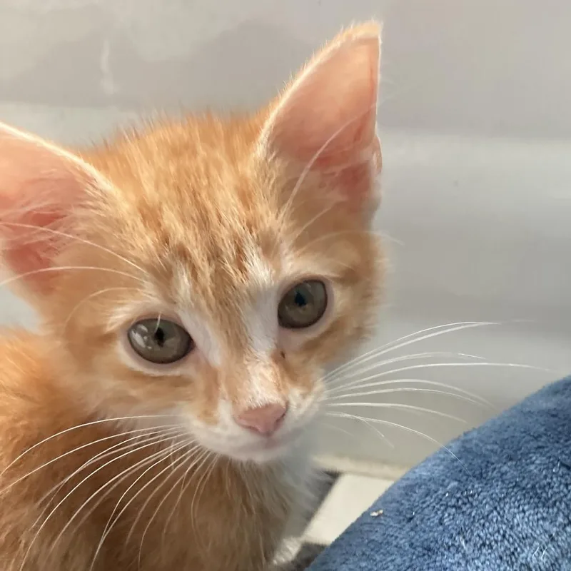 A young medium-sized male Orange / Red Domestic Short Hair cat named Venison for adoption in Greensboro, NC