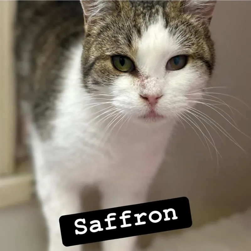 Saffron thumbnail 2