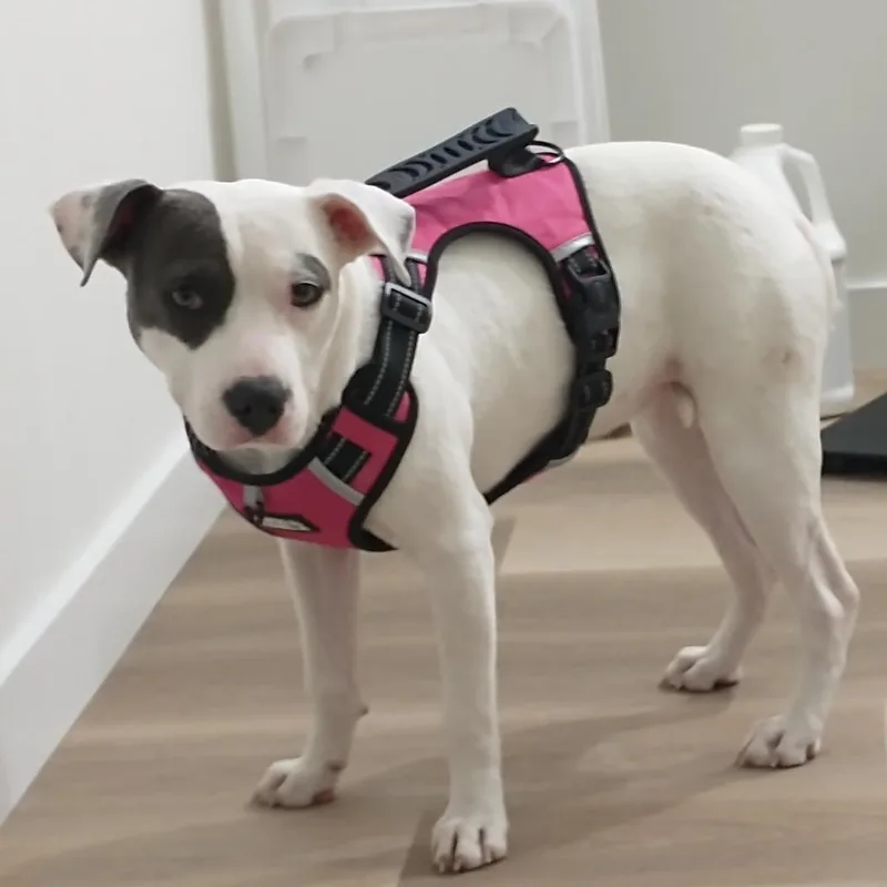 Lucy Fka Lil Stray thumbnail 2