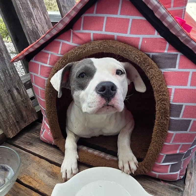 Lucy Fka Lil Stray thumbnail 3