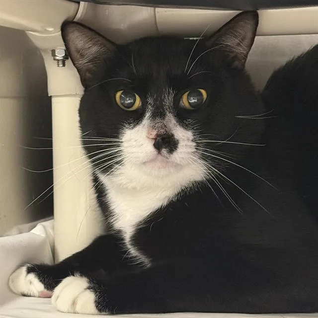 A young large-sized male Domestic Short Hair cat named Toblerone for adoption in Las Vegas, NV