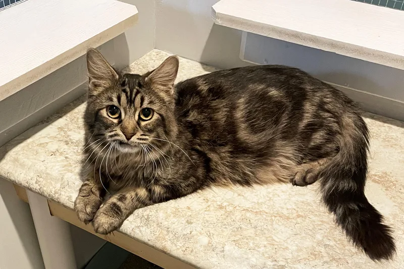 An adult medium-sized male Tabby (Brown / Chocolate) Domestic Medium Hair cat named Rocky for adoption in Lincoln, NE