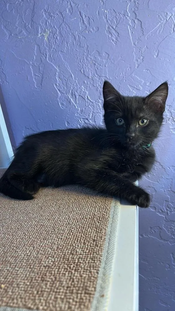 A baby small-sized female Black Domestic Short Hair cat named Haumea for adoption in tucson, AZ