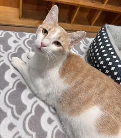 An adult medium-sized female Domestic Short Hair cat named Winter for adoption in Cumming, GA