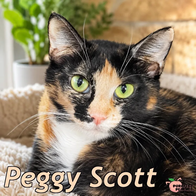A young medium-sized female Domestic Short Hair cat named Peggy Scott for adoption in Douglasville, GA