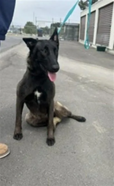 An adult medium-sized female Belgian Shepherd / Malinois dog named Skittles for adoption in Norco, CA